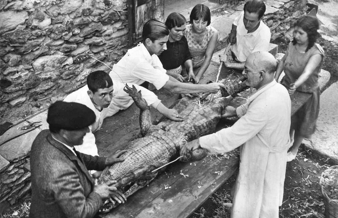 Dissecció d'un cocodril a peu de carrer per al museu de ciències naturals d'Ordino.
