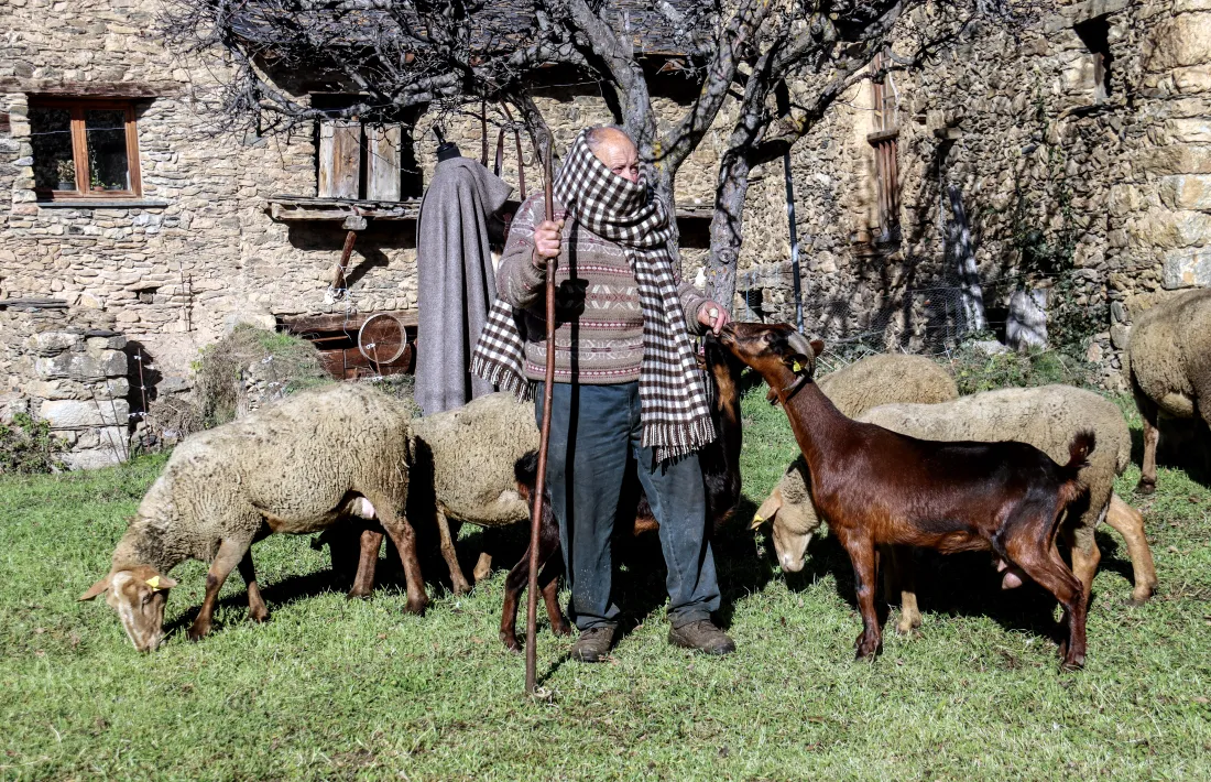 El pastor Martí Escudé, de Civís, amb un tapaboques confeccionat amb llana del seu ramat.