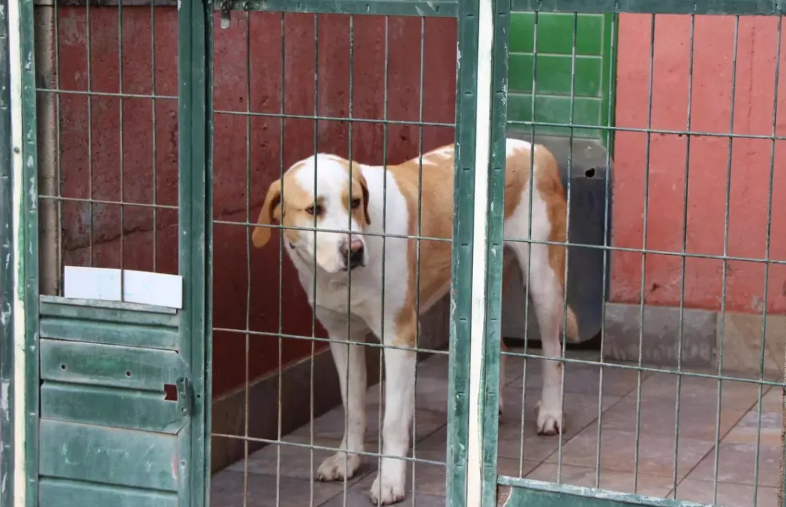 Un gos a les instal·lacions de la gossera.