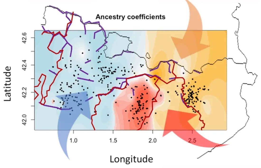 L'orografia (línies morades) i els límits dels bisbats (vermelles), juntament amb les migracions han modelat el perfil genètic pirinenc. (fletxes) 