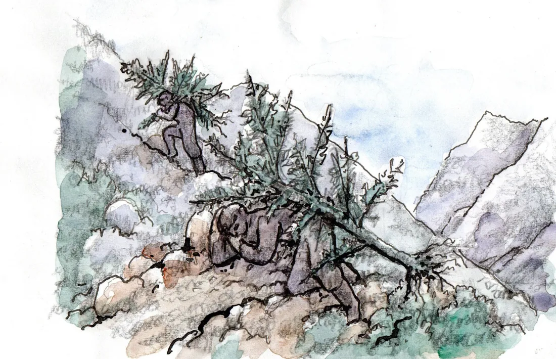 Els campions d’Andorra la Vella i Sant Julià, en plena cursa per arribar primers dalt de la muntanya i plantar el pi que duen a l’espatlla.