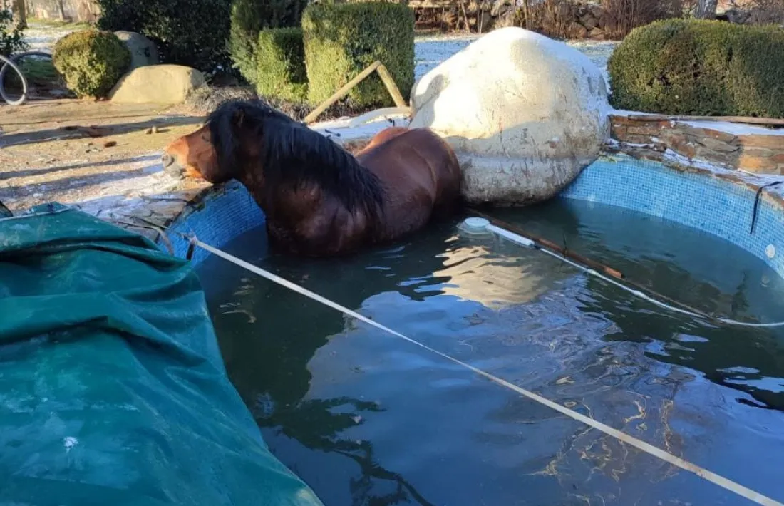 L'animal, en la piscina on va caure. 