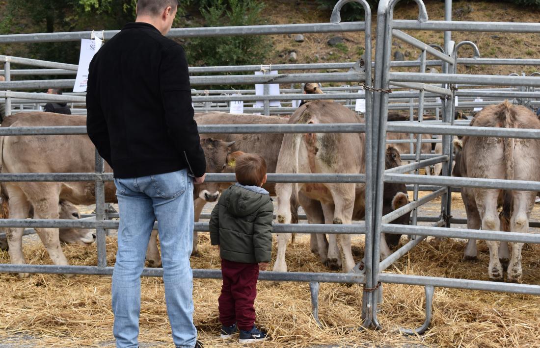 Un infant contempla el bestiar durant la darrera fira a la plaça de Braus.