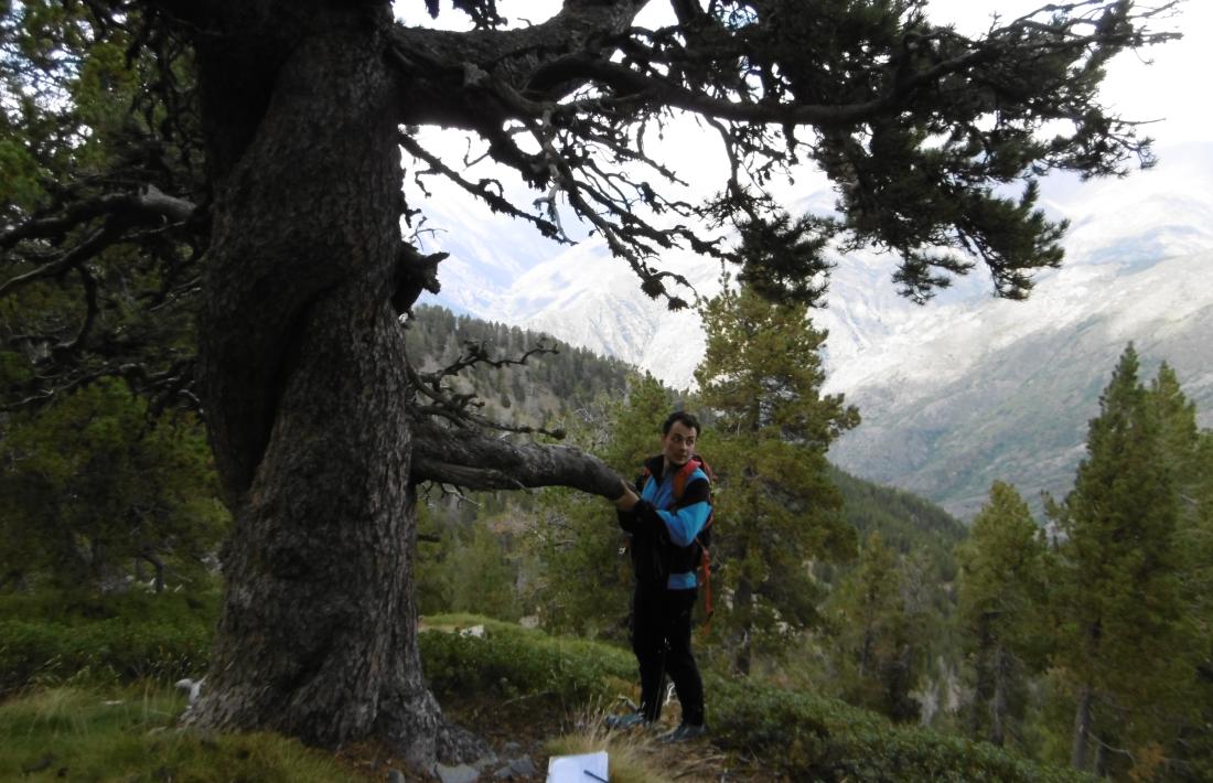 Ot Pasques Vila, amb un dels longeus exemplars que perviuen en el Parc Natural de l’Alt Pirineu. 