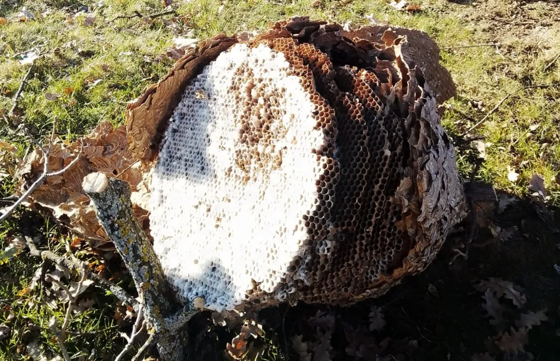 El niu retirat per l'Ajuntament de la Seu. 