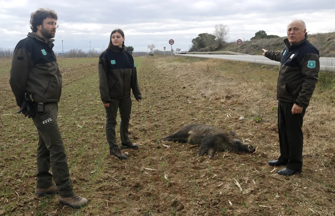 Agents rurals amb un porc senglar mort. 