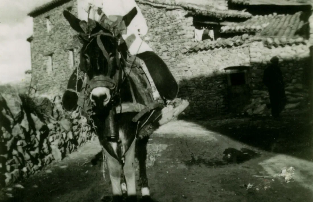 El ruc (vestit amb unes mitges), amb el Carnestoltes a punt per ser jutjat i penjat o cremat a la plaça. 