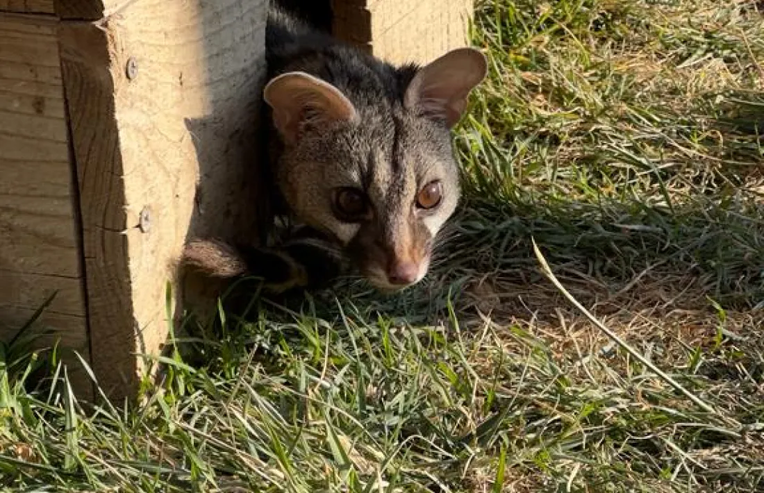 Algun dels animals que viuen a Zoo del Pirineu.