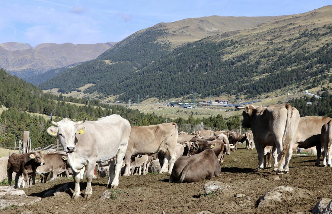 Una imatge de la darrera vacada d'Encamp.