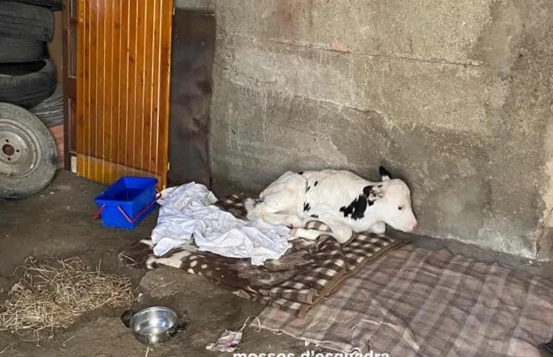 El bedell robat per la parella, ara detinguda, va néixer fa un parell de setmanes. 