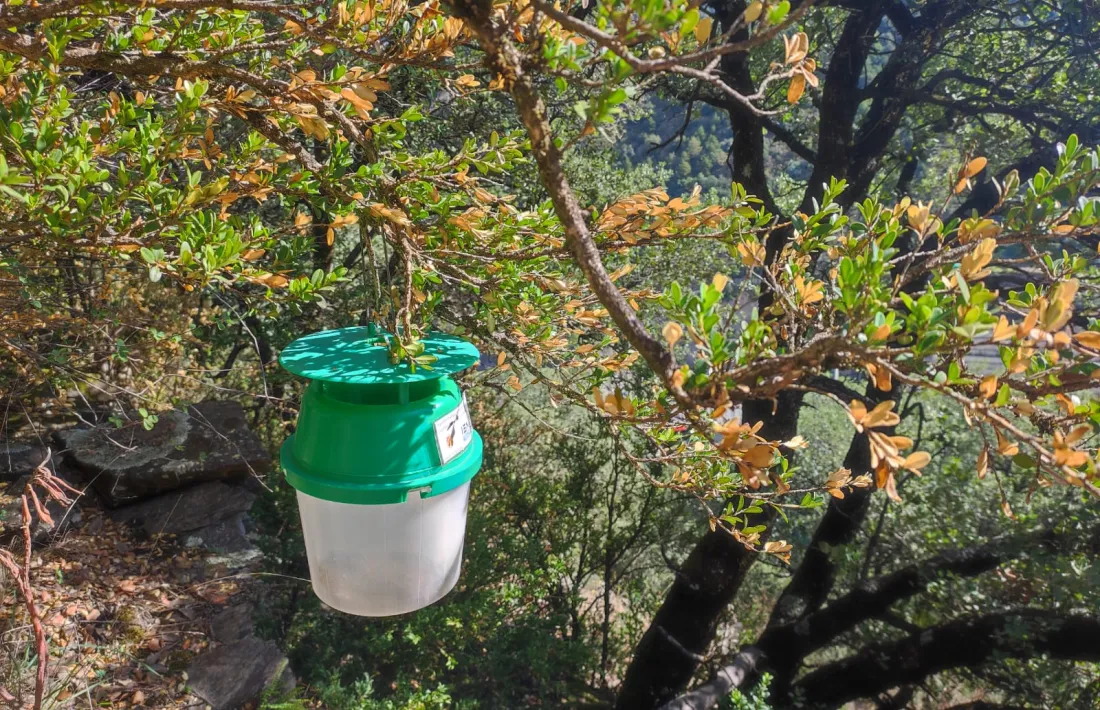 Una de les trampes que l'ARI utilitza per fer el seguiment de la papallona del boix.