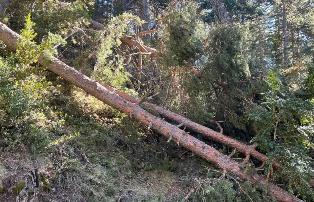 Actualment només es tracta un 10% de la superfície forestal total del país.