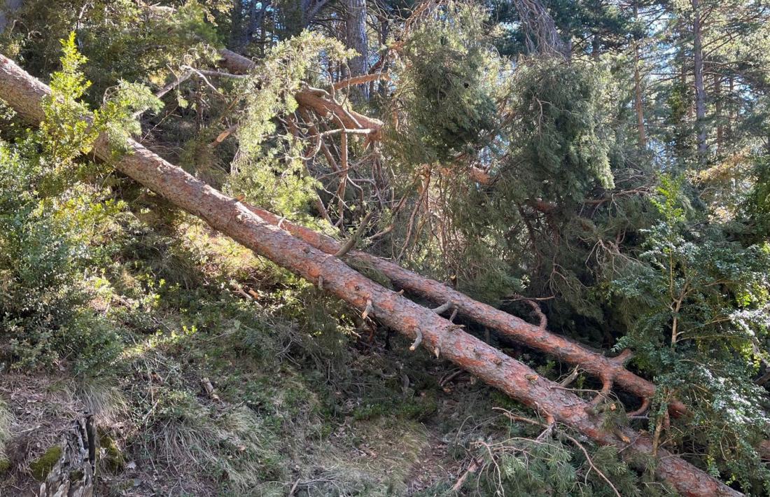 Actualment només es tracta un 10% de la superfície forestal total del país.