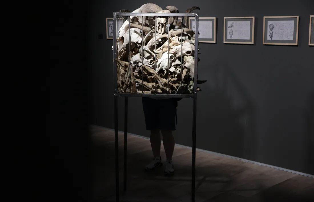 Casamajor presenta un muntatge amb esquelets d’animals recollits a la muntanya.