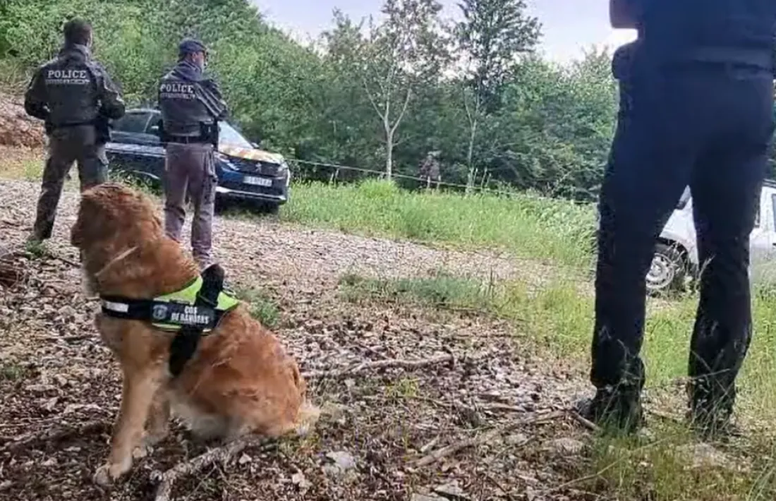 La gossa Nina del cos de banders actuant en el rastreig i detecció del verí.