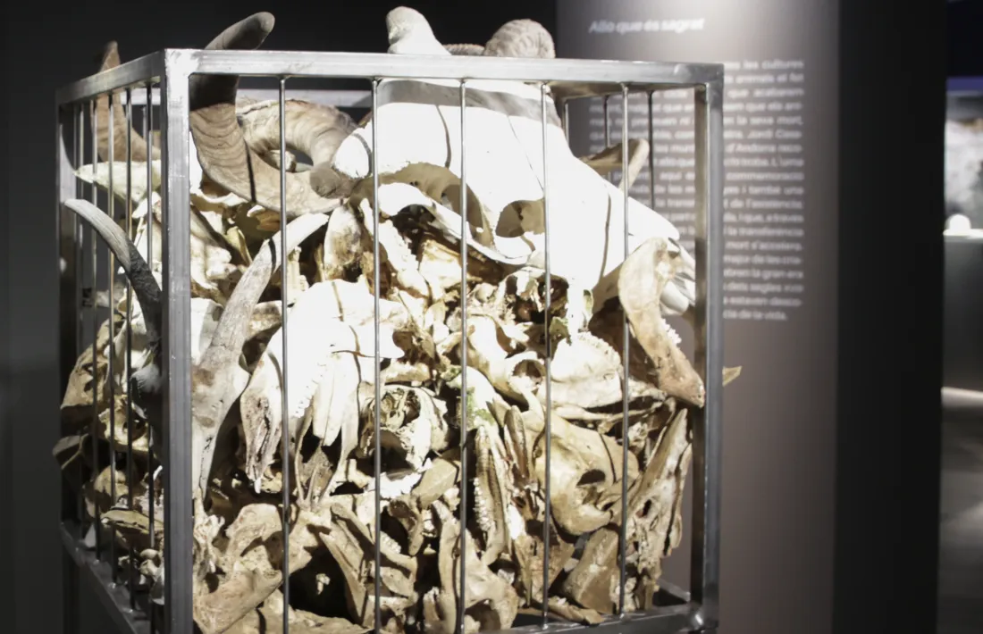 Tots els ossos els ha recollit l’artista a la muntanya i els ha documentat al quadern de camp.