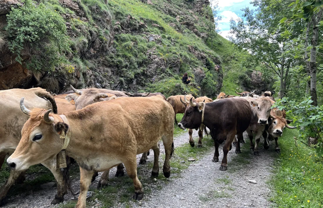 Un ramat de vaques dirigint-se a la muntanya de Llessui per passar l'estiu.