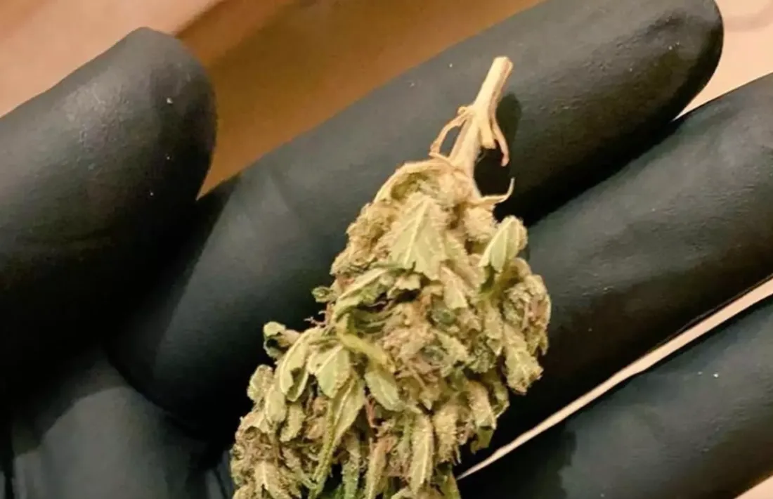 Una branqueta de marihuana.