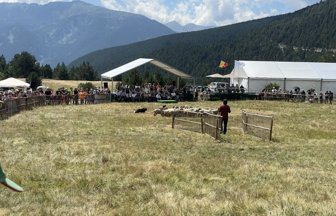 Un moment del Concurs de gossos d’atura de l’any passat. 