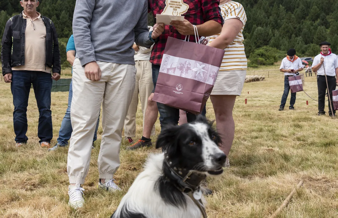 El ministre d’Agricultura i Ramaderia, Guillem Casal, amb el pastor Moisès Tarrés i la el bordier collie Mel, guanyadors del concurs, ahir als Planells de Mereig.