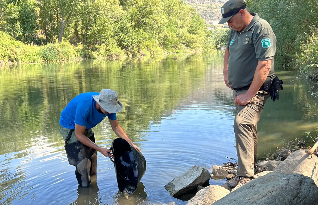 Alliberament de peixos al riu Segre. 