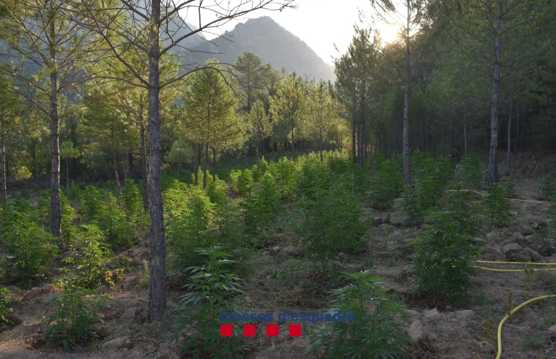Panoràmica de la macroplantació de marihuana desmantellada.