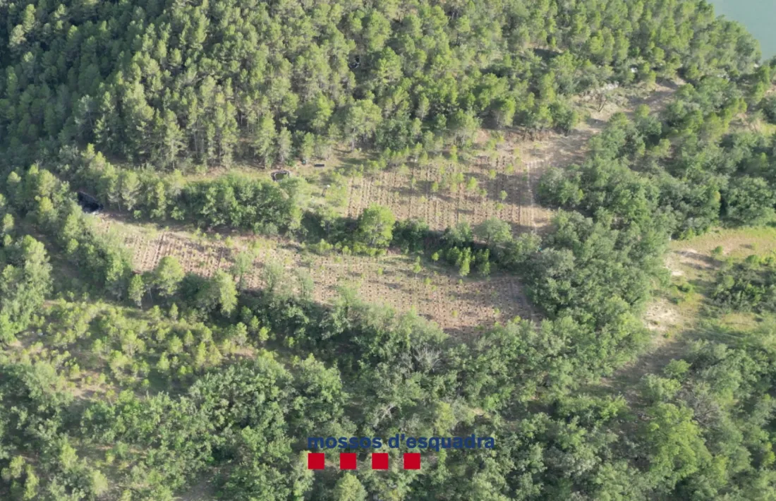 La plantació desmantellada pels mossos.