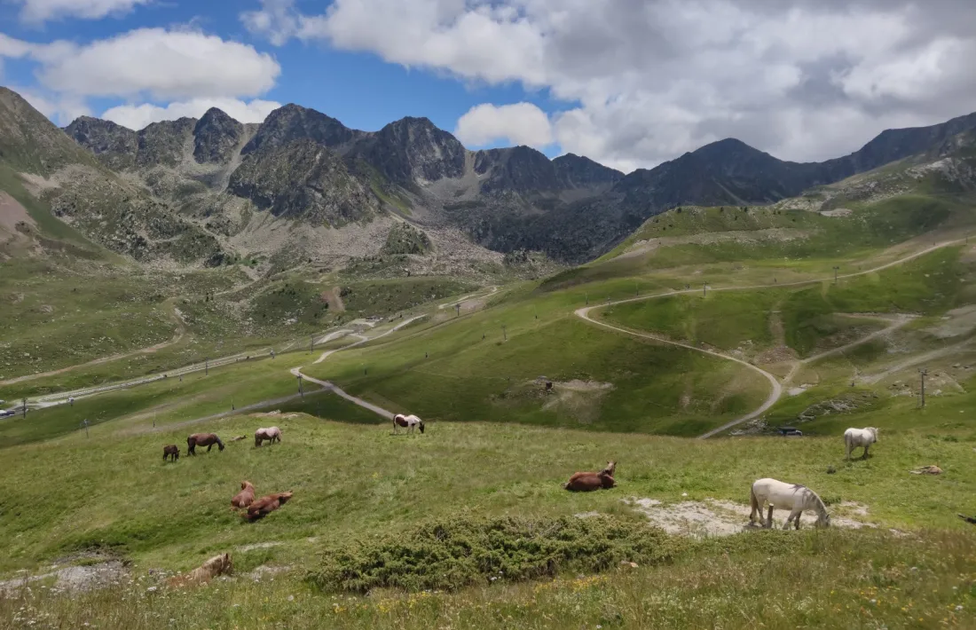 Vista del Port d'Envalira amb animals pasturant.