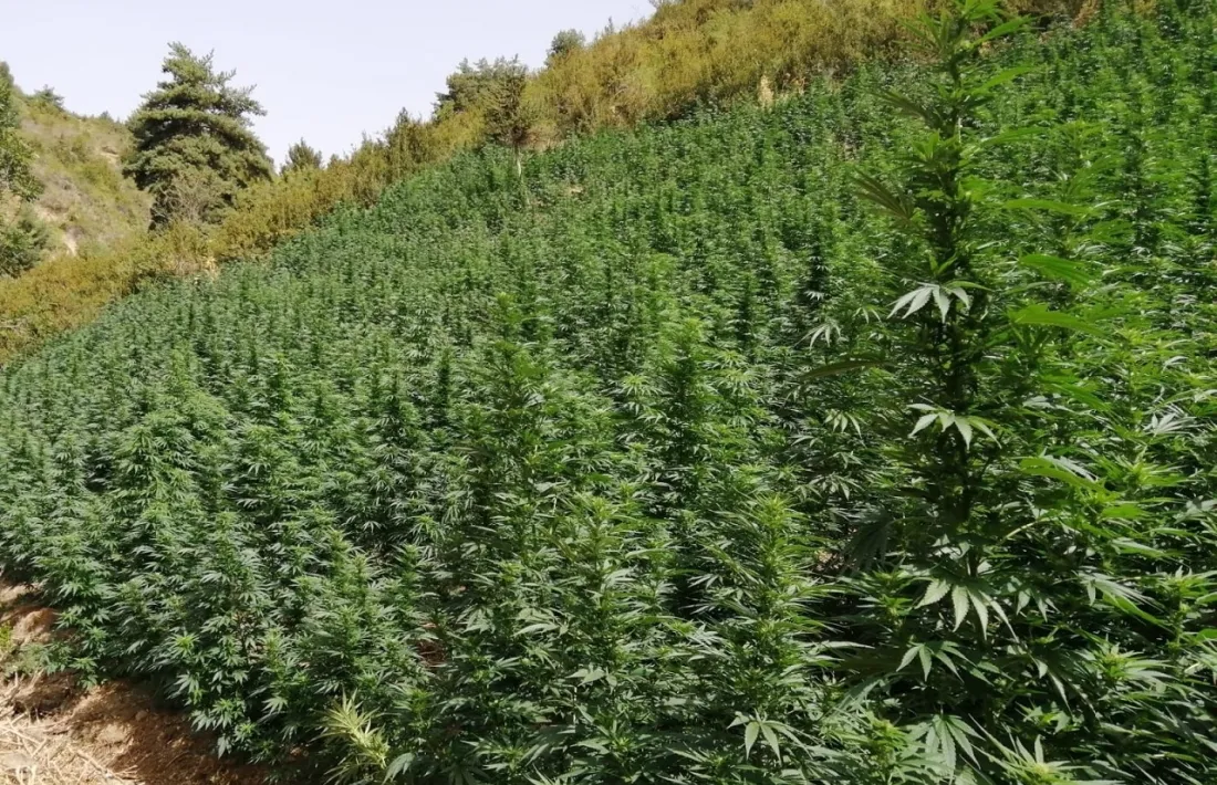 Imatge de la plantació descoberta pels Mossos. 