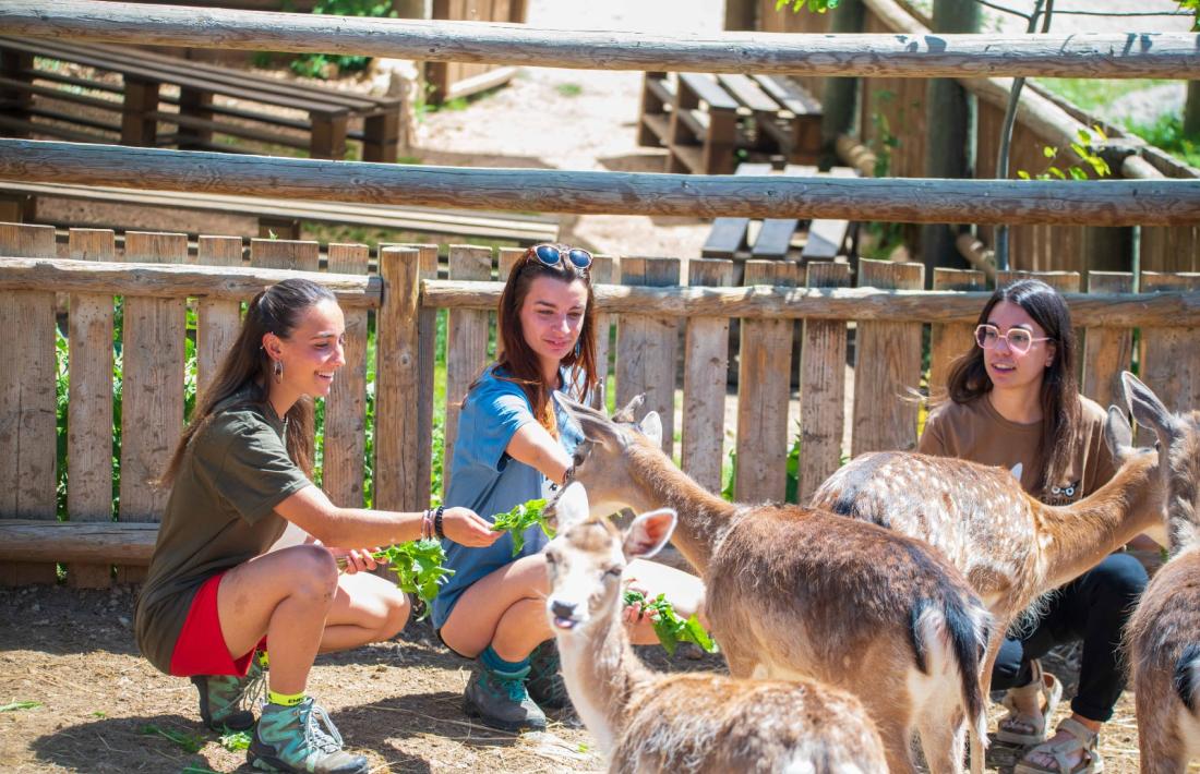 Les 'lauredianes' en la tanca on van ser instal·lades inicialment, amb visites. 
