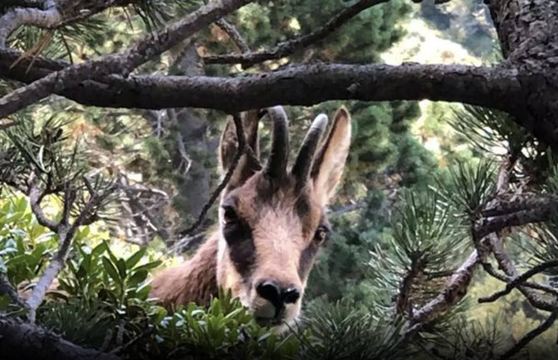 La Setmana de caça de l'isard s'ha tancat amb el 89% de les captures previstes.