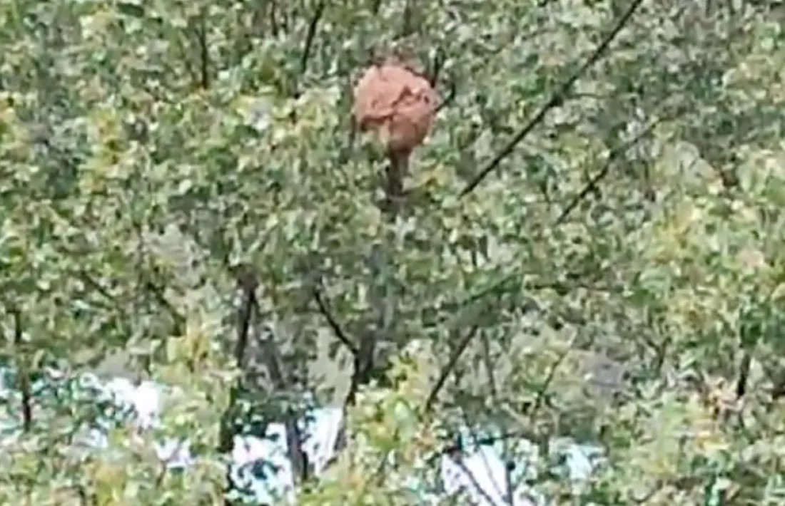 El rusc de vespa asiàtica, just abans que l’arbre fos abatut.