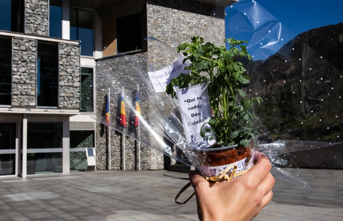 Les plantes de ruda també s'han deixat a la plaça del Consell General.
