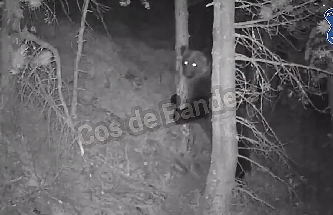 L’os en el moment de ser identificat per la càmera dels banders.