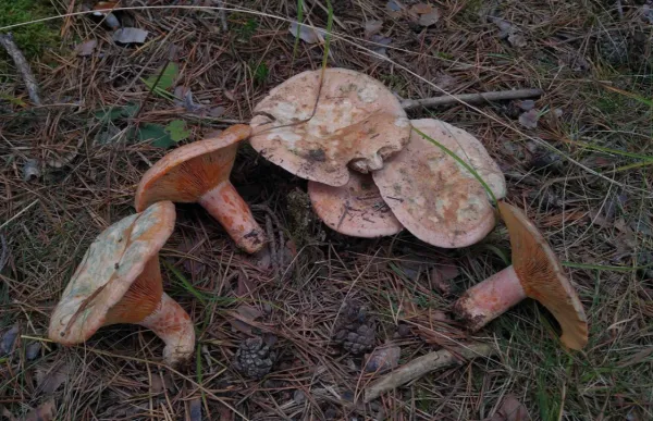 bolets