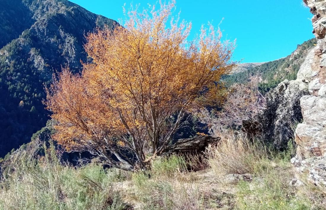La fotografia de Pere Canturri, sense data però que Casamajor situa cap al 1982, just després dels aiguats, amb el vell Miqueló i la gran roca que hi ha i que probablement va cridar l’atenció del nostre home. La llàstima és que no hi ha localitzat cap gravat rupestre.