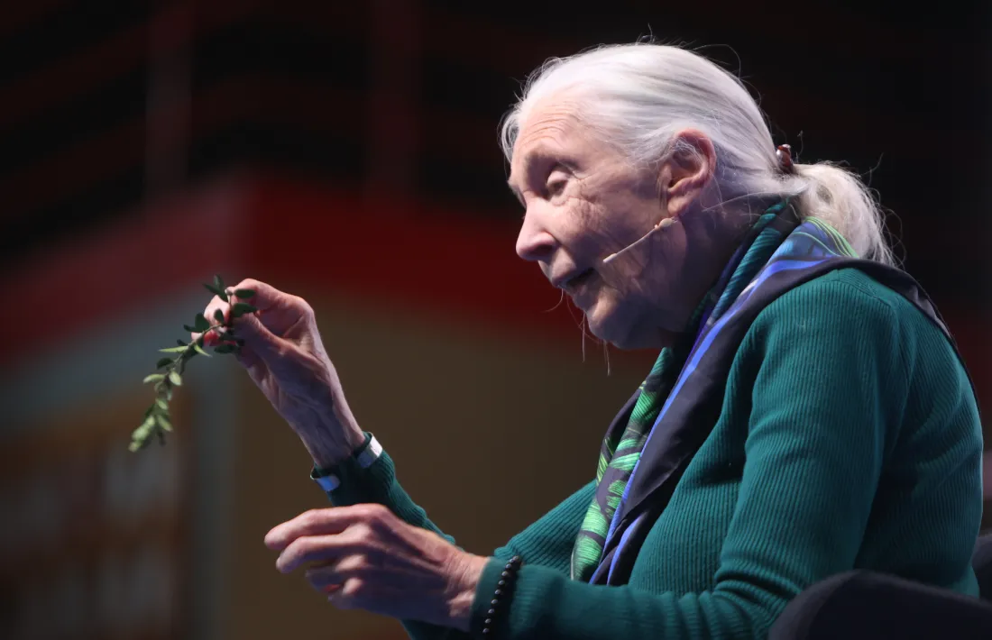 Goodall mostra una branca com la que el ximpanzè David Barba Grisa utilitzava per caçar termites.