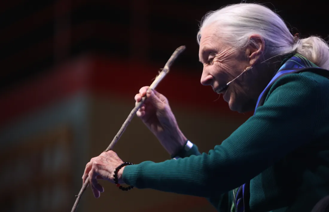 Un pal utilitzat pels ximpanzès de Gombe per remenar els formiguers i caçar insectes.