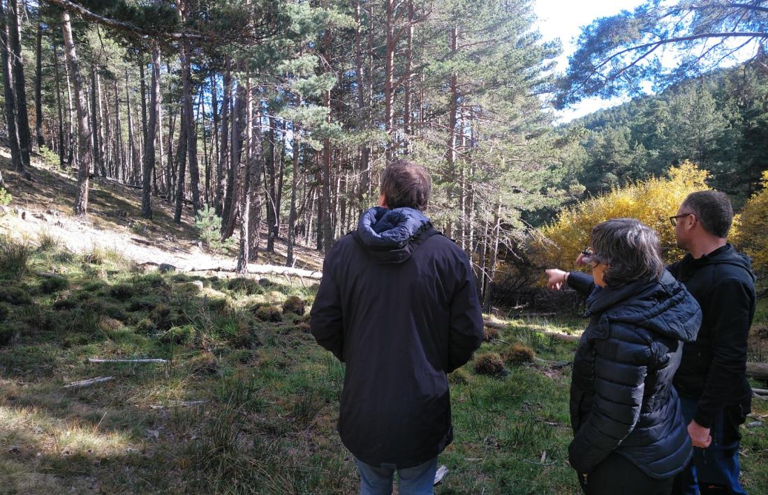 L'àrea forestal on començaran les actuacions, al municipi de Montferrer i Castellbò. 