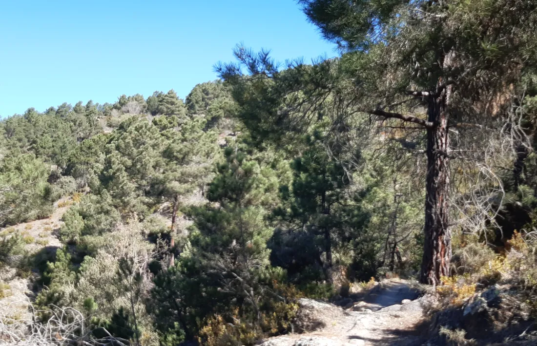 Zona boscosa del municipi alturgellenc de Valls de Valira. 