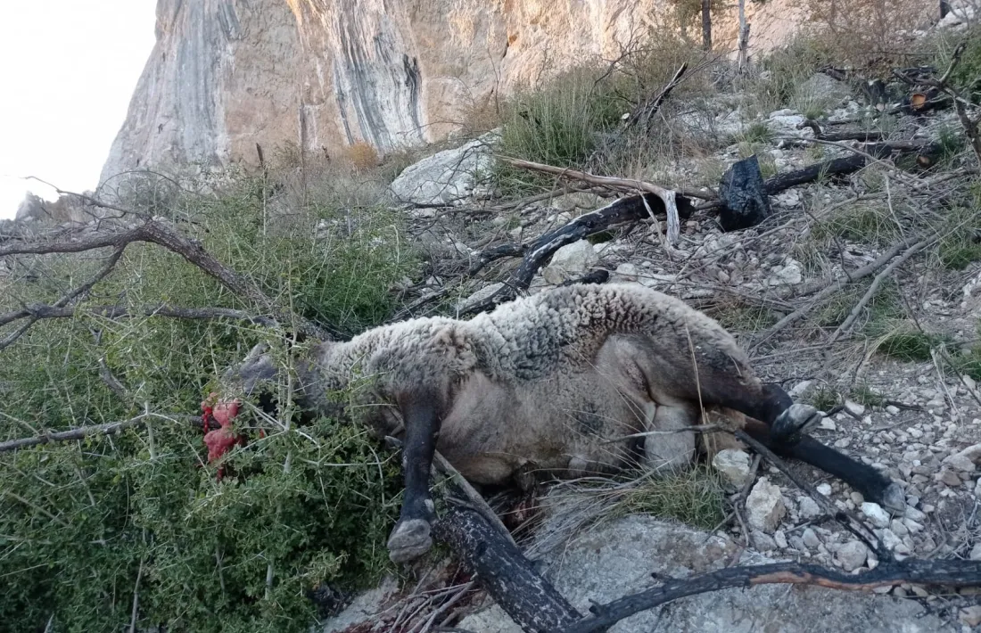 L’animal devia caure divendres i ahir a primera hora de la tarda encara hi havia el cadàver. Finalment, algú se'l va endur.