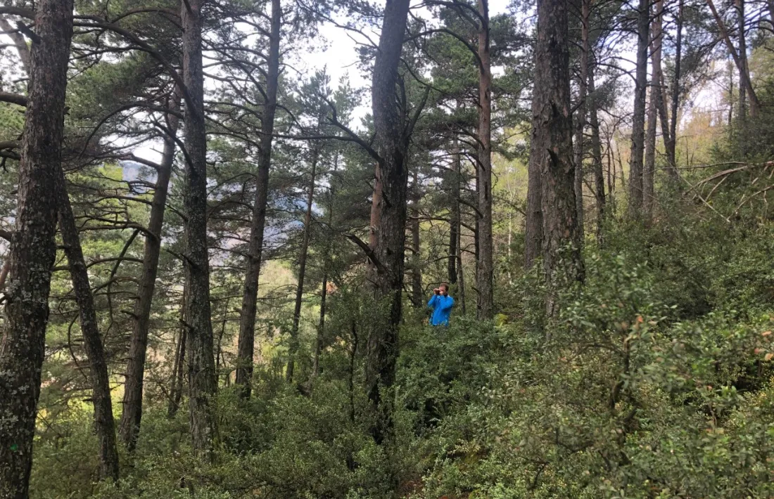 Observació d’una parcel·la de pi roig, un dels estrats d’arbrats amb més superfície al país.