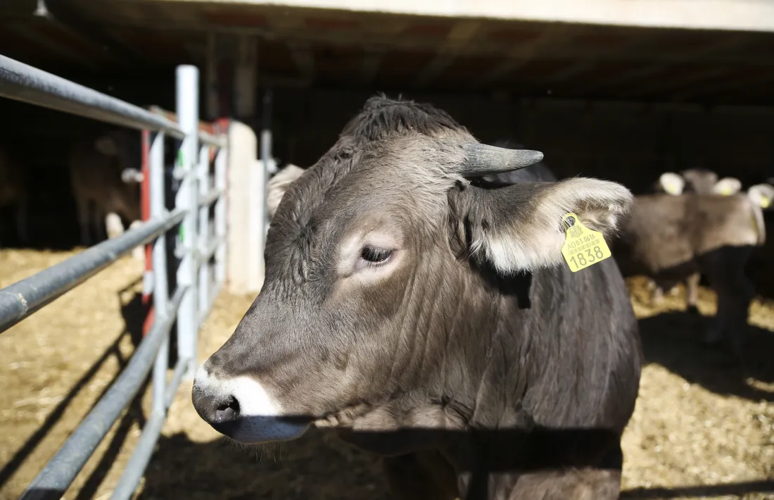 L'estudi per avaluar les condicions de benestar animal durarà 18 mesos.
