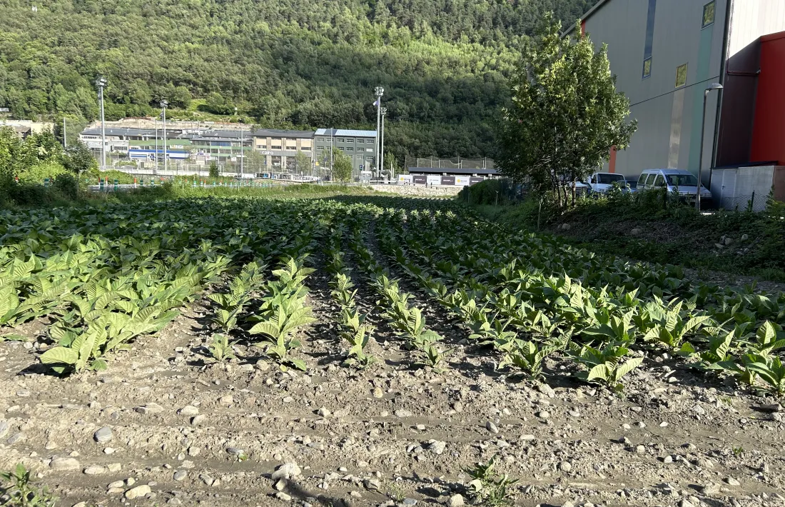 Una plantació de tabac.