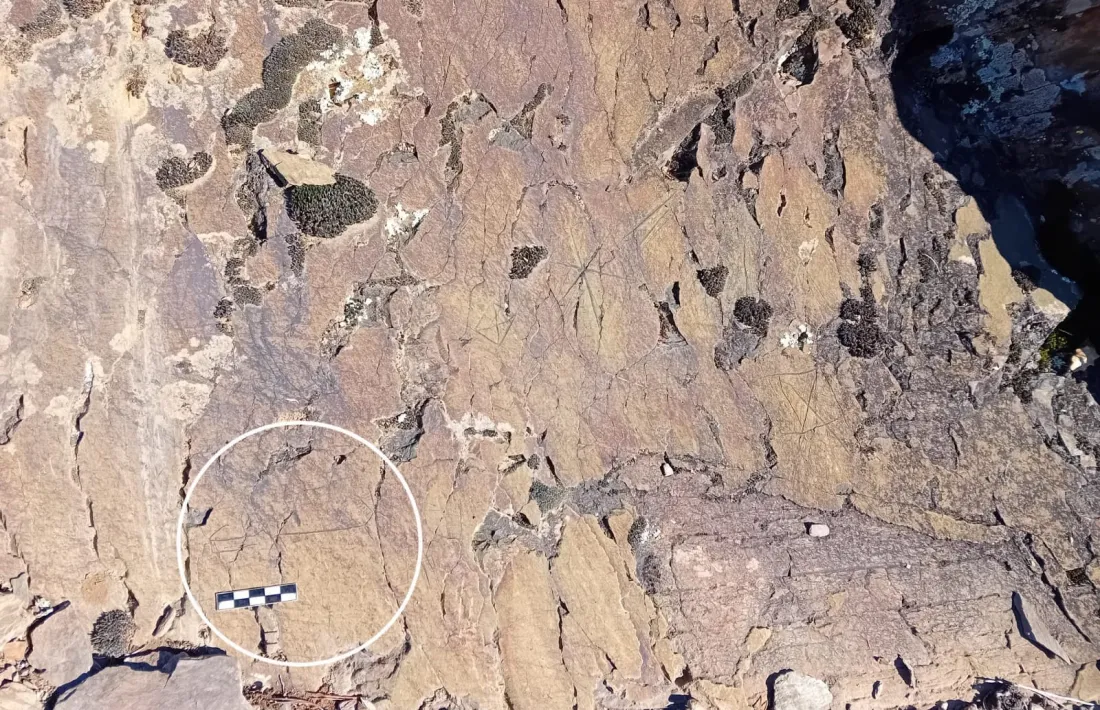 El conjunt està format per dos blocs d’1,5 per 1,5 metres de superfície: encerclat, el cérvol de Casamajor.