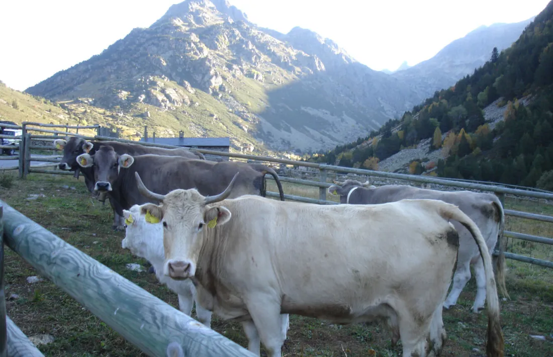 Una explotació ramadera.