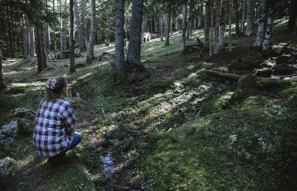 be_forest_0