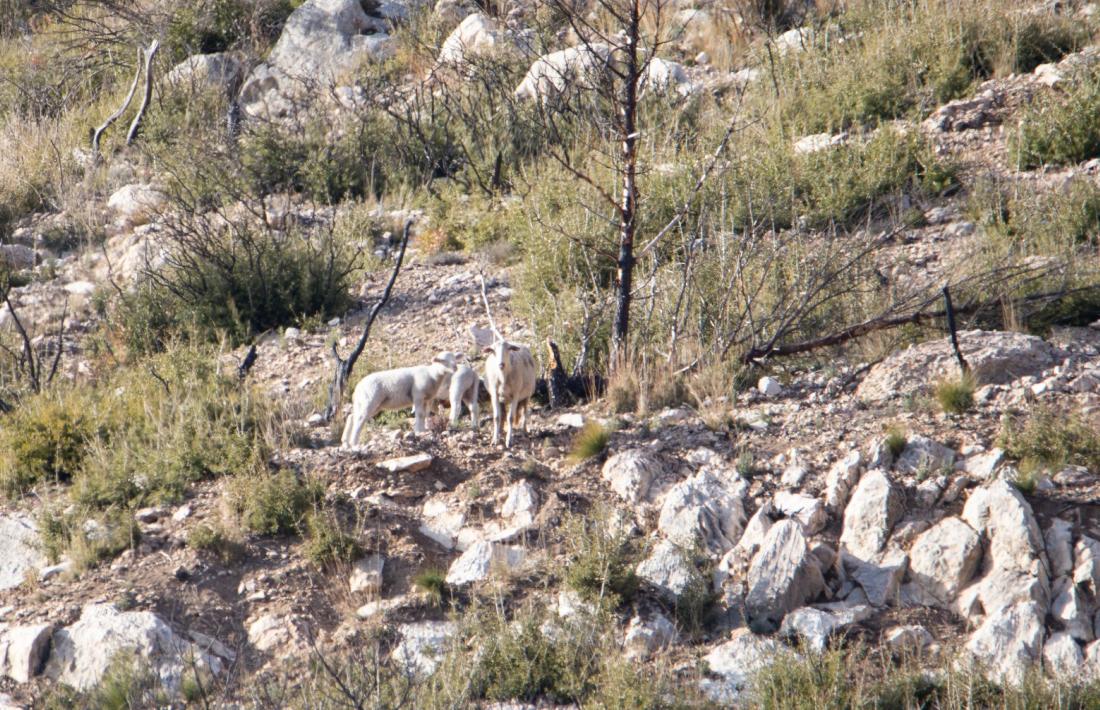Els animals, que vagaregen lliurement per les altures.