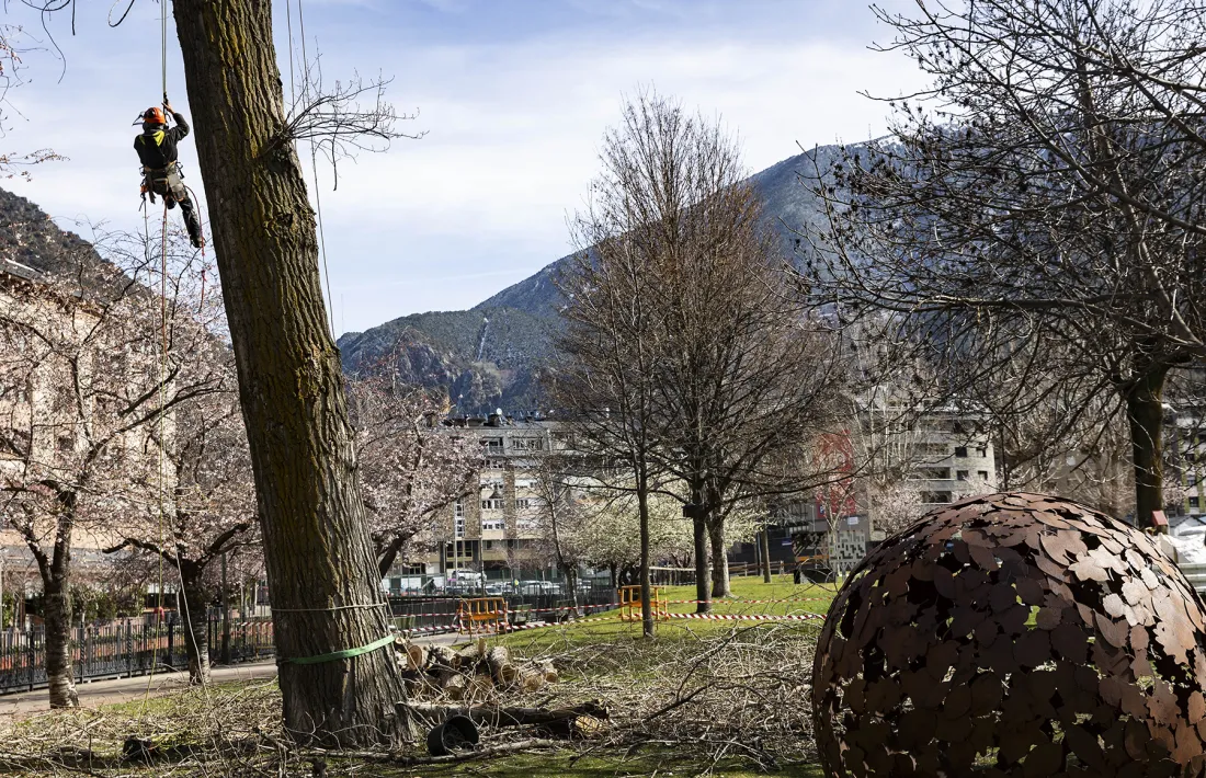 L'arbre que ha estat retirat del Parc Central.
