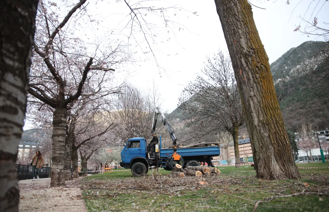 Els pollancres van ser els primers arbres que es van plantar al parc. En queden uns quinze.
